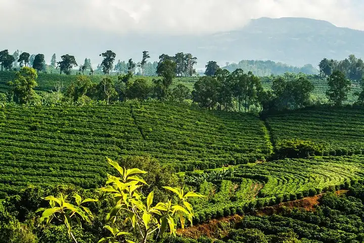 00b73ee7 1c38 40a8 8300 b91c36904398 coffee tour poas volcano experience from san jose