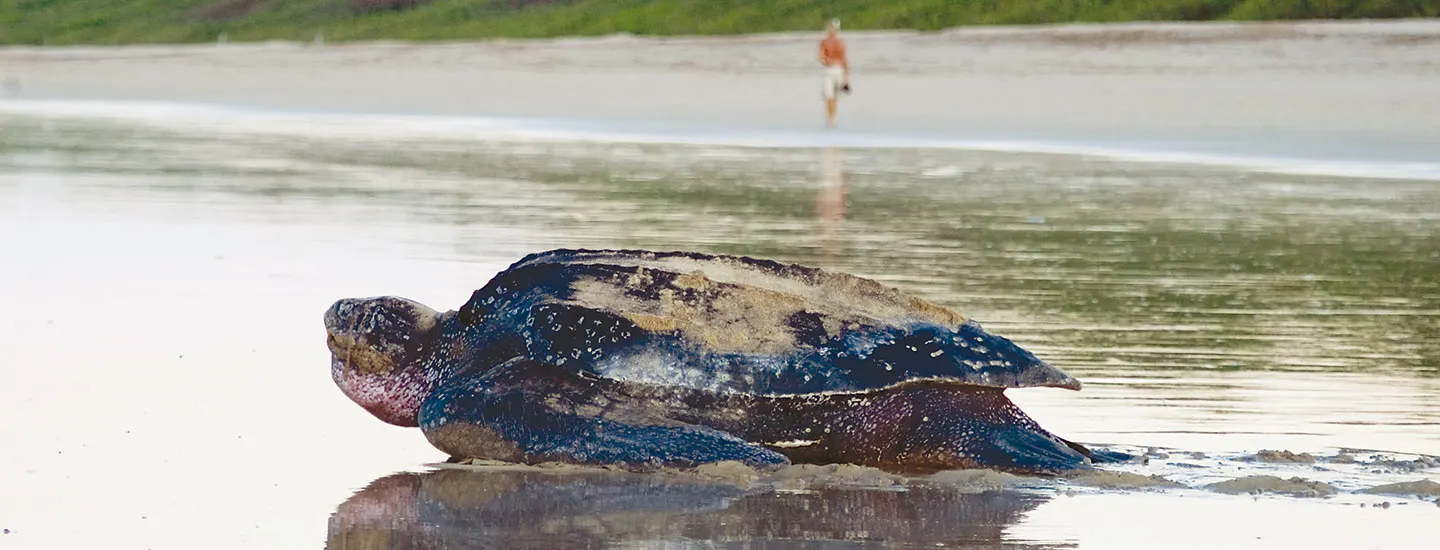 banner top baula parques