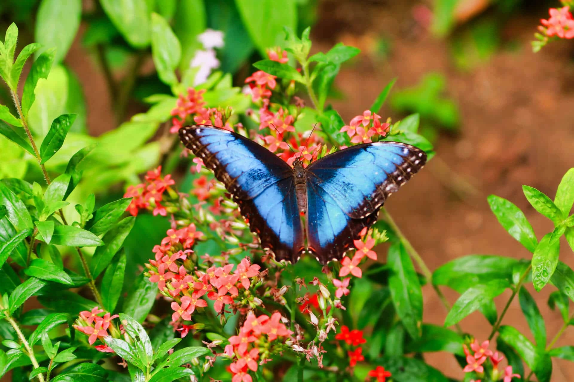"Stunning Blue Morpho butterfly, a highlight of visiting national parks in Costa Rica and wildlife sanctuaries"