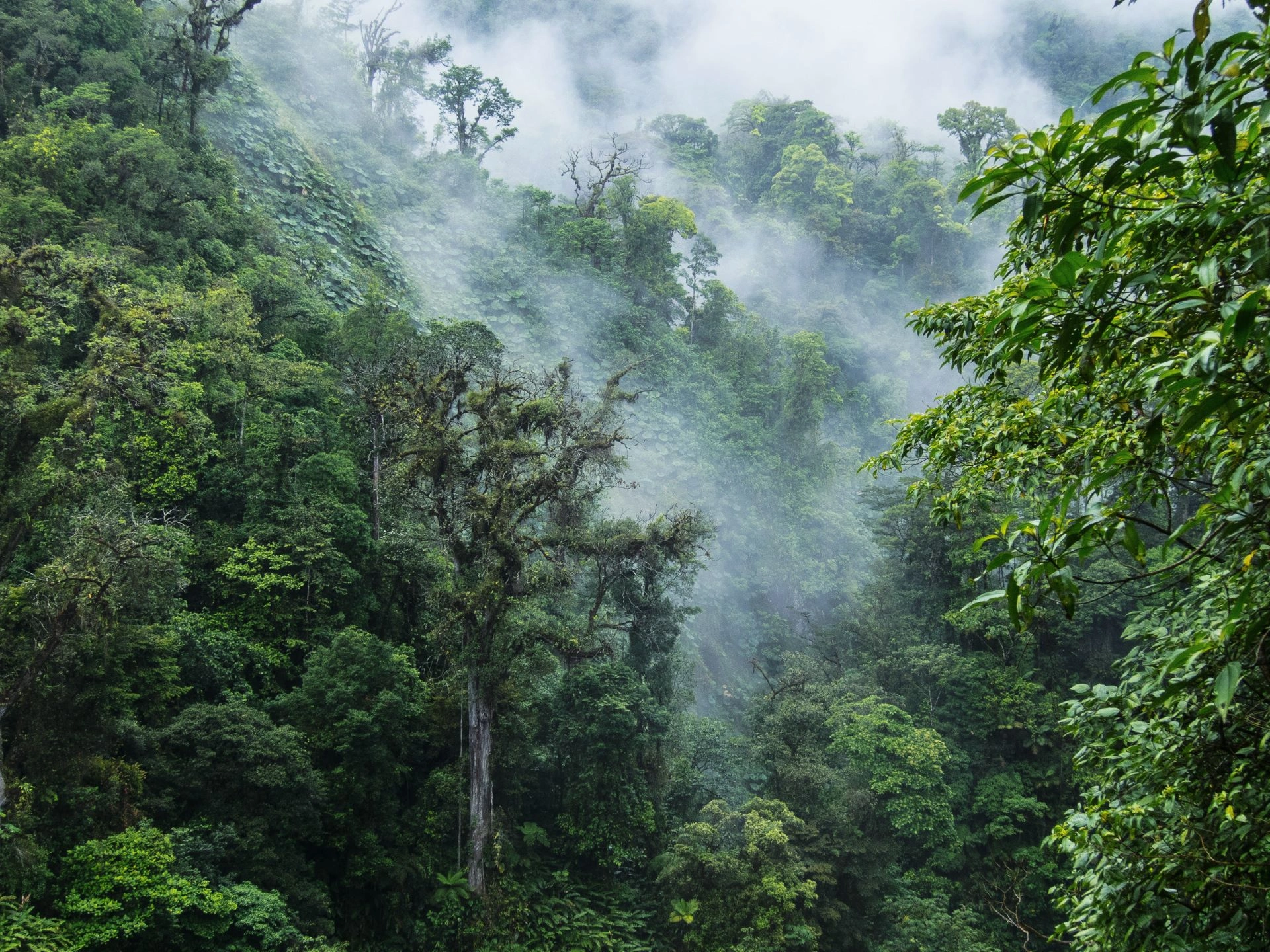 "Lush green Monteverde cloud forest covered in mist, a top highlight of a 7 day Costa Rica itinerary"