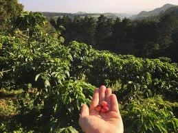 "A traveler holding coffee cherries on a farm, one of the best things to do in San José Costa Rica"