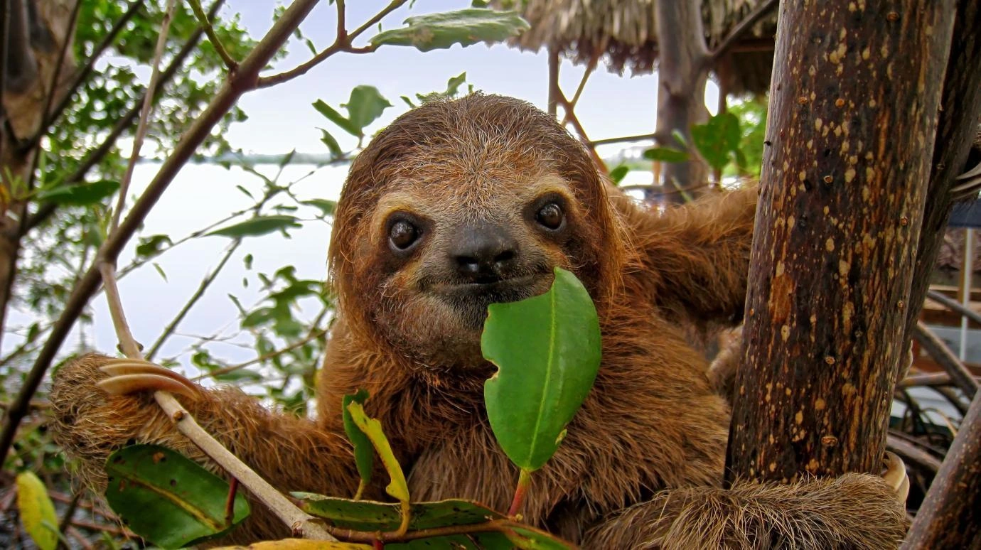 Smiling brown sloth face eating a fresh green leaf in the forest